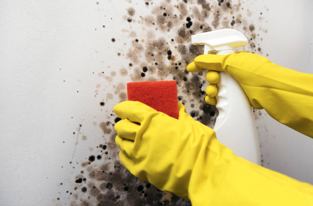 Best Crawl Space Mold Remediation in Aberdeen Proving Ground, MD