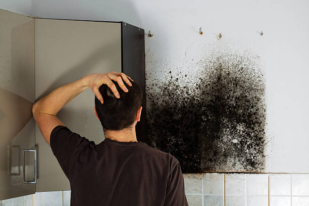 Best White Mold Remediation in Aberdeen Proving Ground, MD