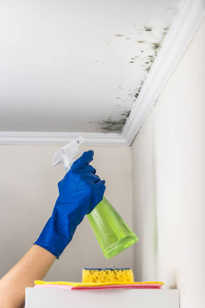 Best Post-Flood Mold Remediation in Aberdeen Proving Ground, MD